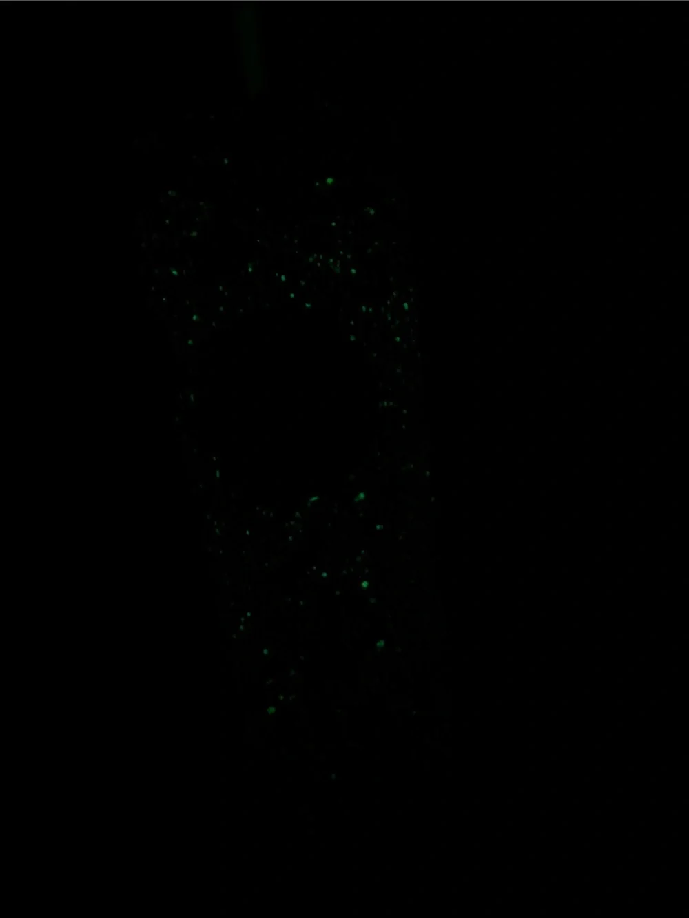 Starbucks purple glow in the dark Venti   cold cup tumbler 24 fl ounces